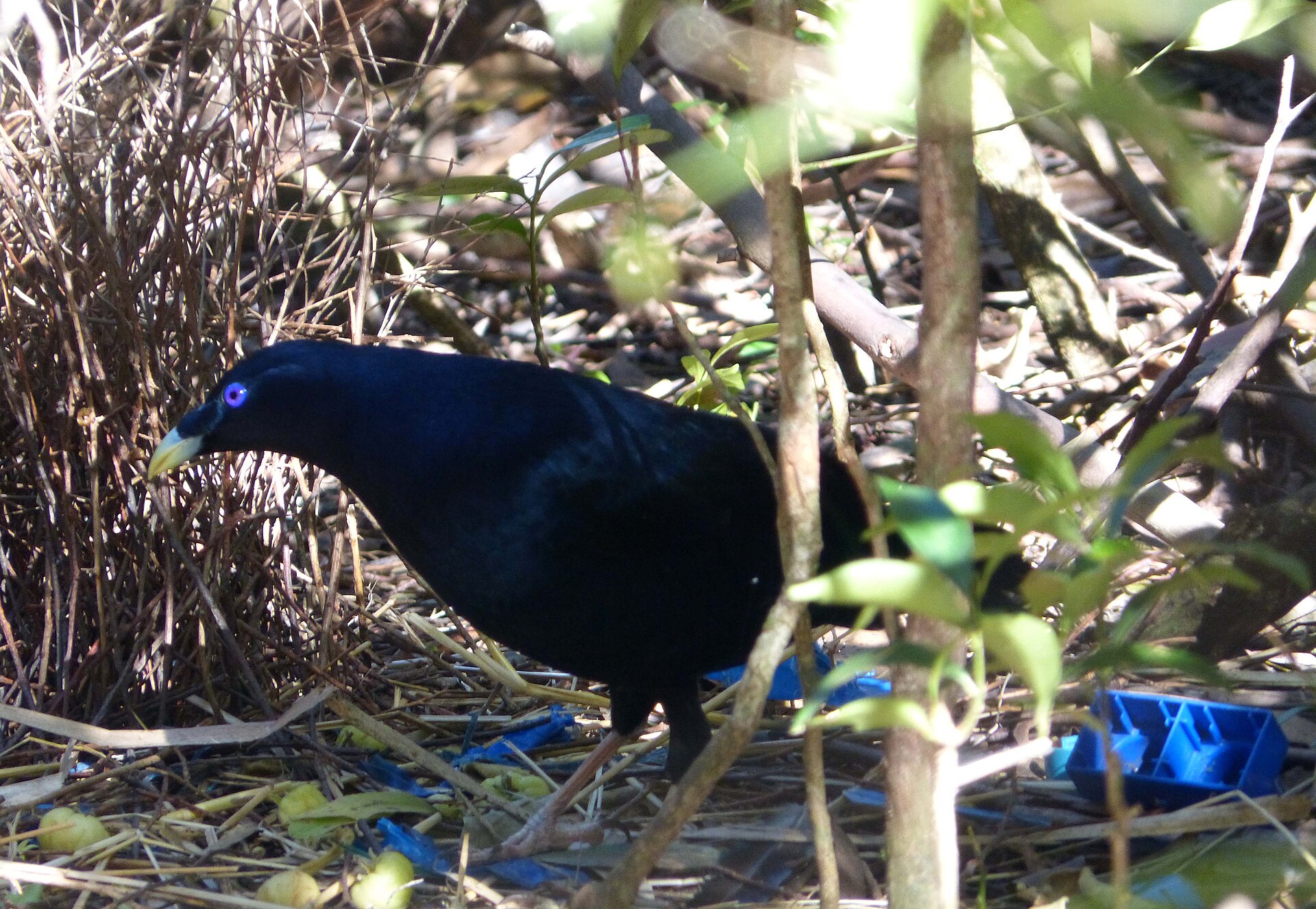 A male satin bowerbird at his decorated bower