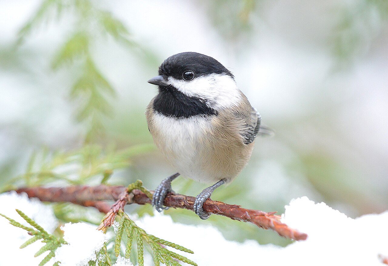 A black-capped chickadee perched on a lichen-covered branch