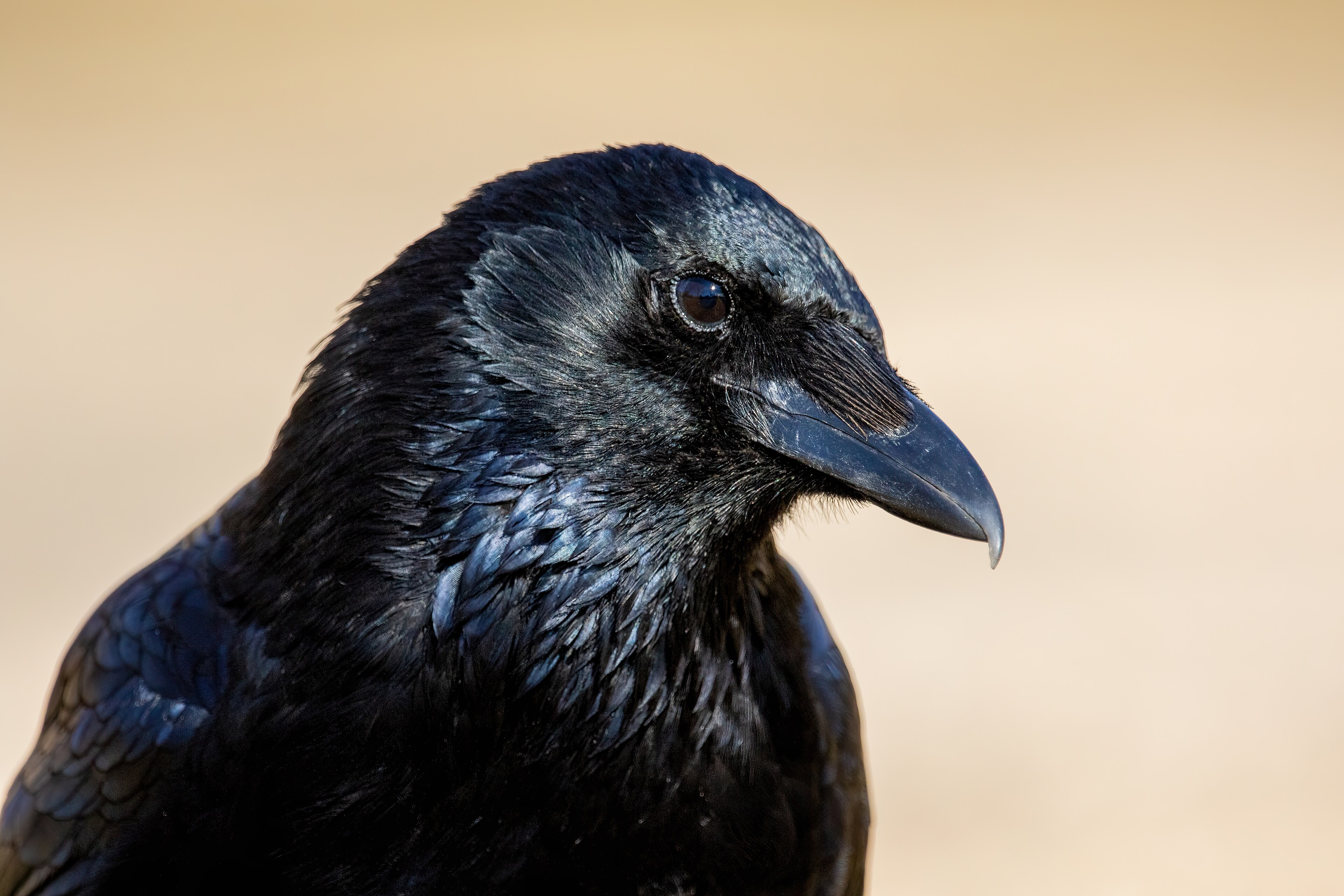 Close portrait of a crow, feathers glossed blue-black