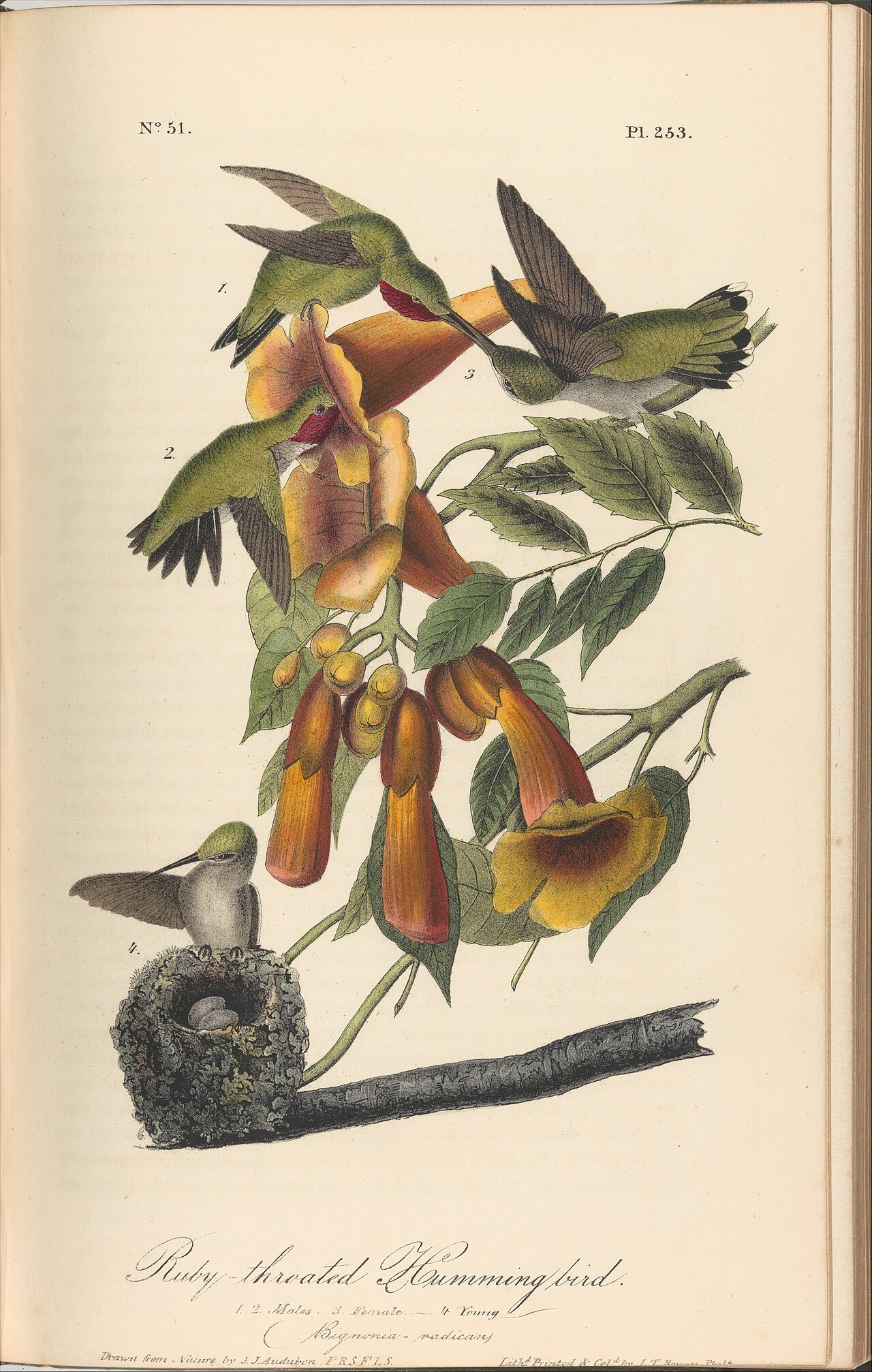 Audubon's plate of the Ruby-throated Hummingbird