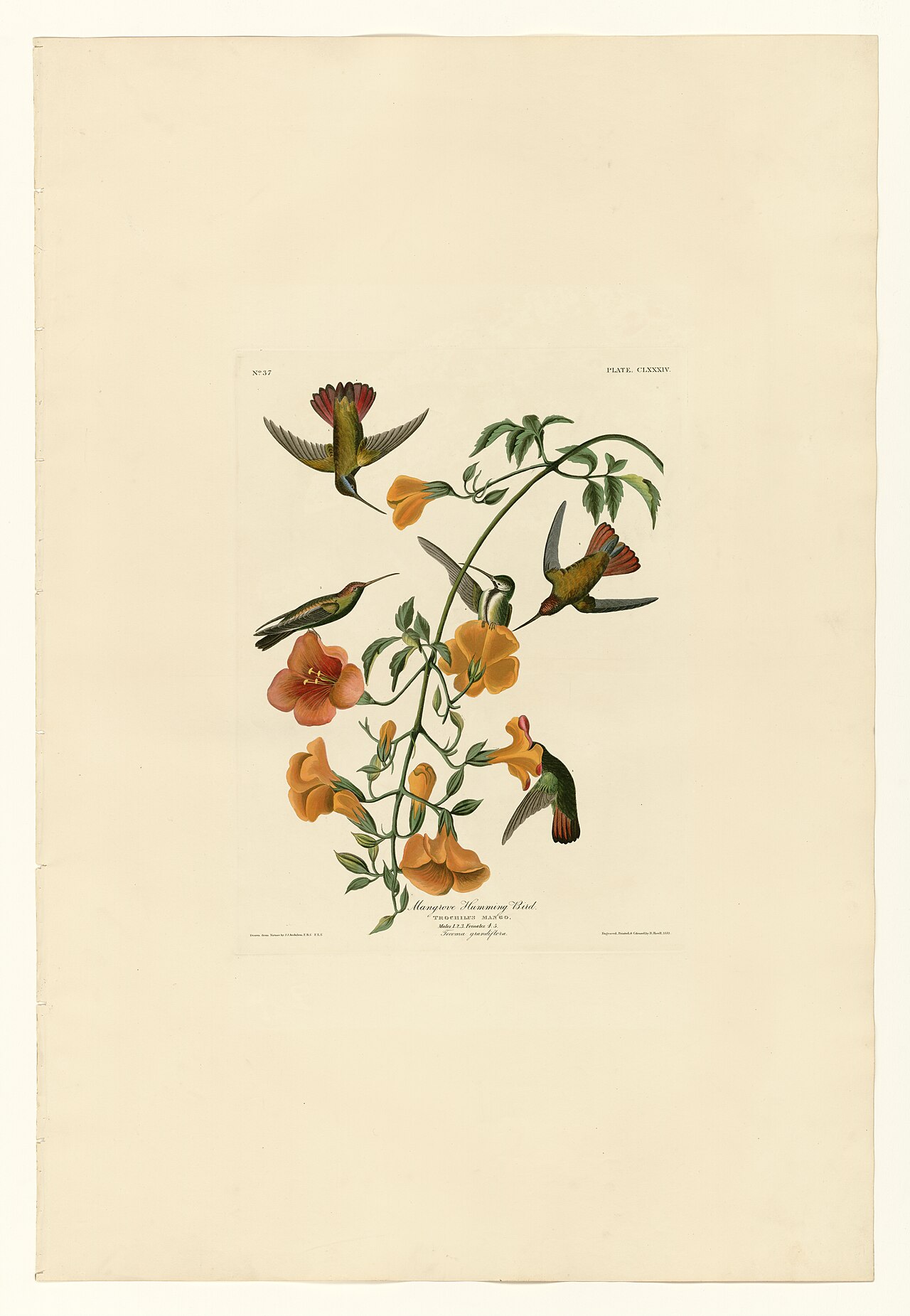 Audubon's plate of the Mangrove Hummingbird