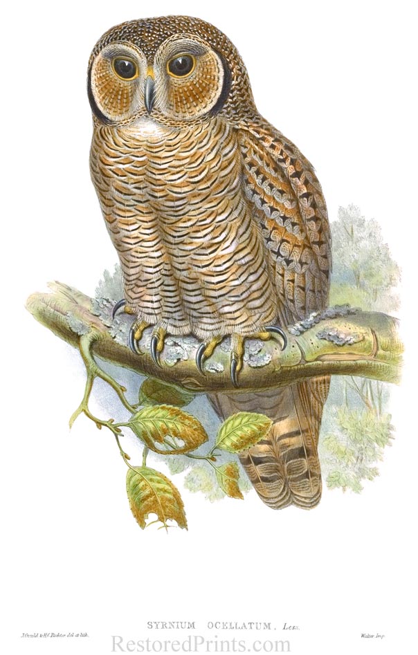John Gould's lithograph of the Spotted Wood Owl